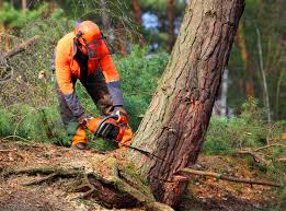 How Our Tree Care Process Works  in  Forrest, IL