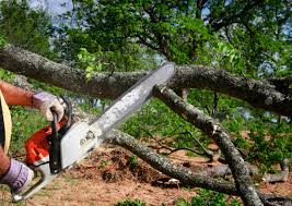 Best Hazardous Tree Removal  in Forrest, IL