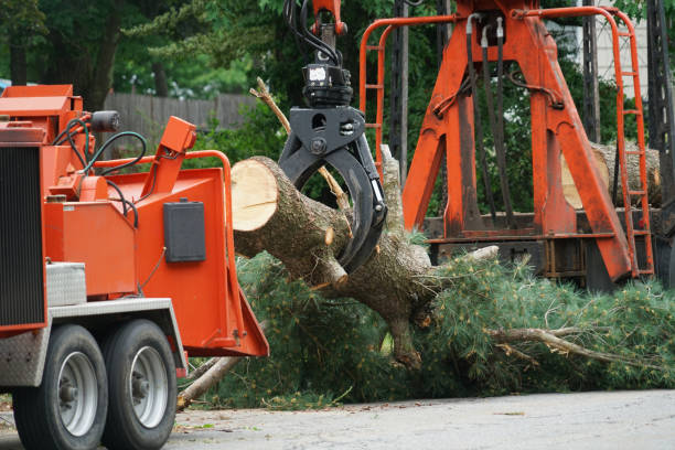 Forrest, IL Tree Care Services Company