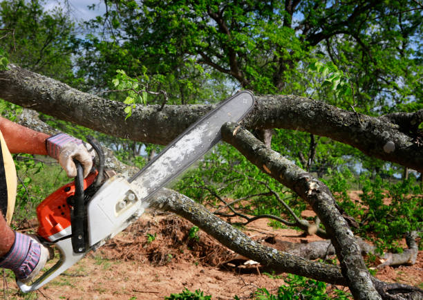 Best Fruit Tree Pruning  in Forrest, IL